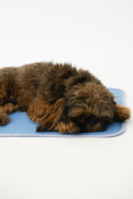 Cool Pet Pad (size: small)