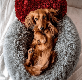 Marshmallow Pets Bed (Color: Dark Grey, size: XXL)