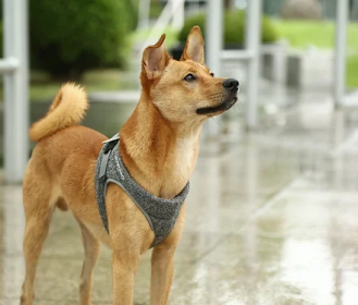 PETKIT Air Pro Dog Harness (size: medium)